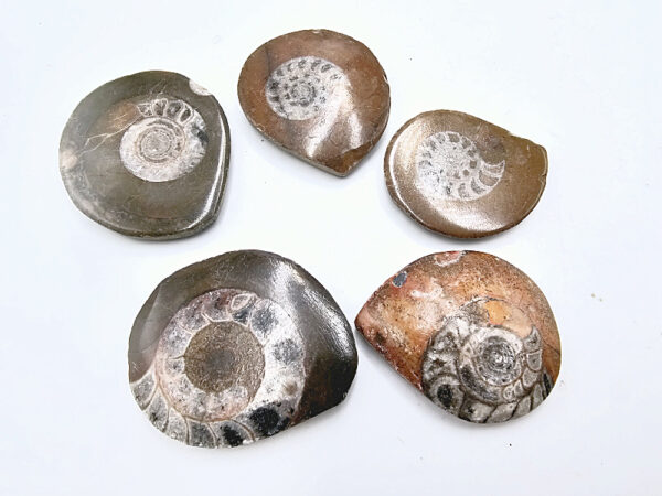 Ammonite Fossil Polished Round (3-4cm)