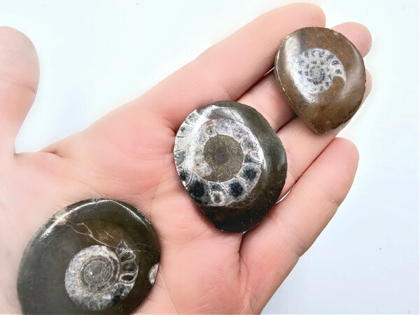 Ammonite Fossil Polished Round (3-4cm) - Image 2