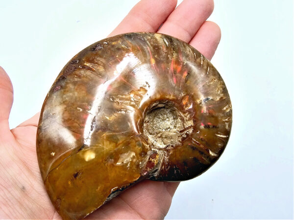 Full Large Ammonite Fossil (224g) - Image 2