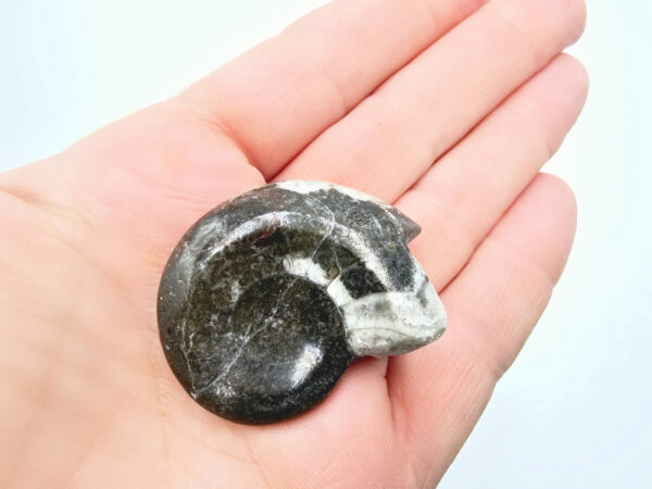 Goniatite Fossil Shell A (23g) - Image 2