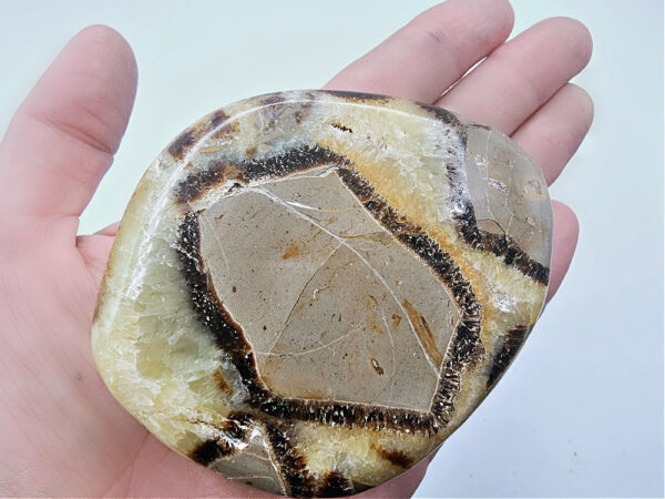 septarian slice, crystal, polished, brown with a bit of yellow, snakes skin, known as dragons egg