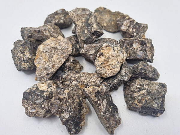 Turritella Agate Rough Pieces