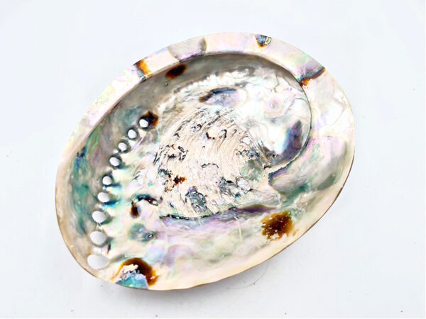 Polished Abalone Shell For Smudging