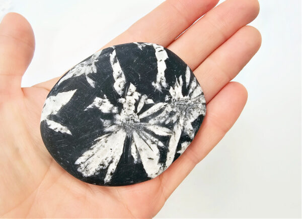 Chrysanthemum Fossil Stone C (115g)