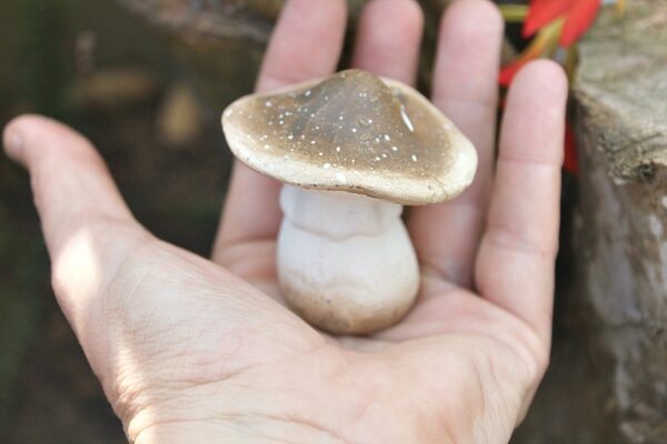 Brown & White Mushroom - Image 2