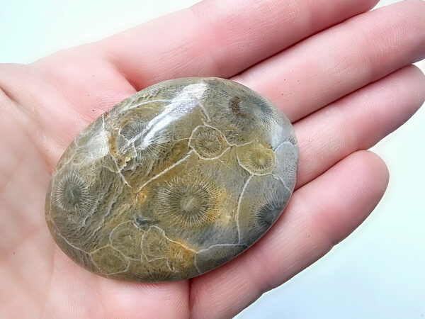 Agatized Coral Palm Stone C (52g)