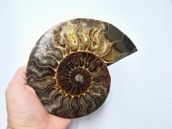 Ammonite Fossil Large A (446g)