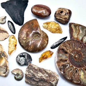 Fossils