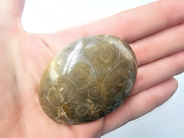 Agatized Coral Palm Stone B (76g)