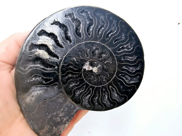 Black Ammonite Fossil A (Rare) 174g Small Pyrite Spots