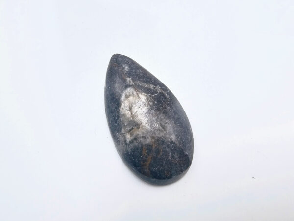 Orthoceros Fossil