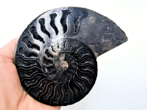 Black Ammonite Fossil B (Rare) 198g Small Pyrite Spots