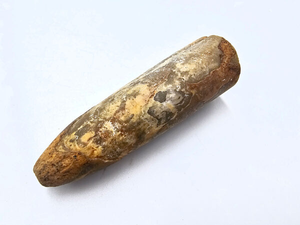 Belemnite Bullet Fossil B (23.3g)