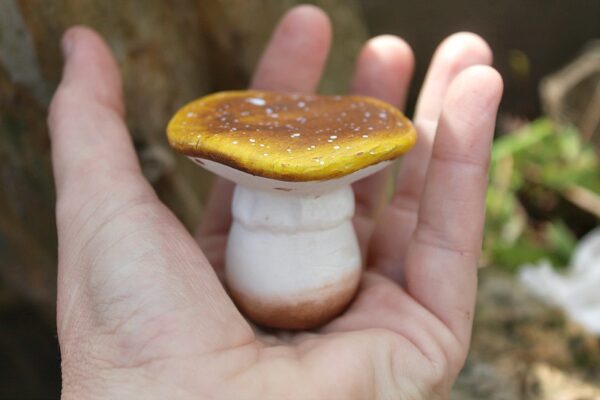 Yellow & Brown Mushroom - Image 2